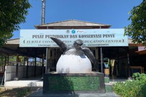 Turtle Conservation