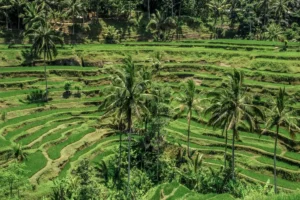 Green rice terraces with palm trees in Bali, showing layered fields across hills in Ubud area.