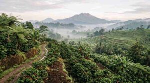 Sejarah Kopi Bali